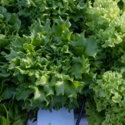 Salanova® Green Batavia -Garden Care Shop 04185jp 04 salanova green batavia