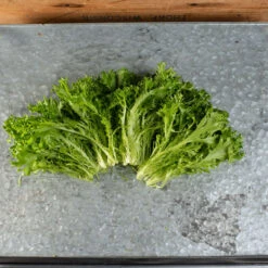 Salanova® Hydroponic Green Sweet Crisp -Garden Care Shop 04187jp 02 salanova green sweet