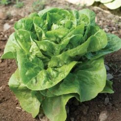 Xalbadora -Garden Care Shop 04195gp 02 xalbadora