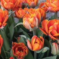 Queensday -Garden Care Shop 04219 03 queensday