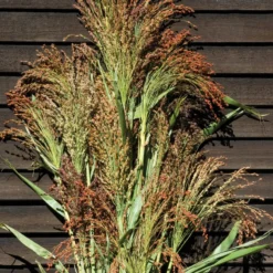 Mixed Broom Corn