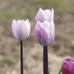 Garden Care Shop -Garden Care Shop 04233 01 silver cloud