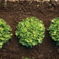 Bauer -Garden Care Shop 04245g 03 bauer