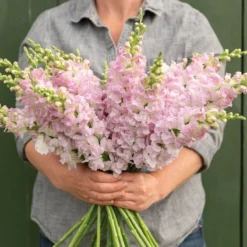 Legend™ Light Pink