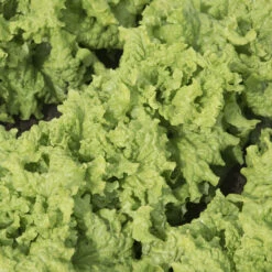 Black Seeded Simpson -Garden Care Shop 0425n 01 blackseedsimp