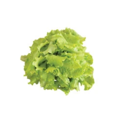 Black Seeded Simpson -Garden Care Shop 0425n 04 blackseedsimpsalad.jpg