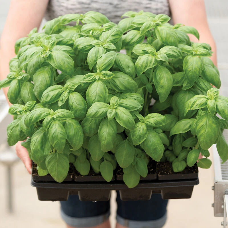 Prospera® DMR (PS5) 1 Prospera® DMR (PS5)