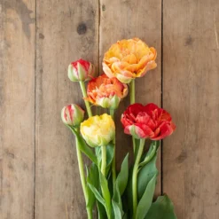 Garden Care Shop -Garden Care Shop 04448 01 gudoshnickdouble