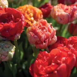 Gudoshnik Double -Garden Care Shop 04448 03 gudoshnickdouble