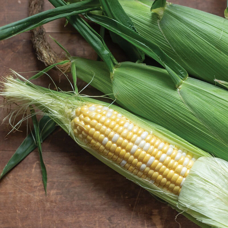 Cadence XR 1 Cadence XR