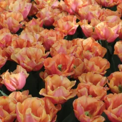 Astronaut Andre Kuipers -Garden Care Shop 04482 02 astronautandrekuipers