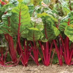 Charbell -Garden Care Shop 04551 01 charbell