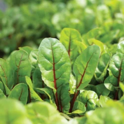 Charbell -Garden Care Shop 04551 03 charbell