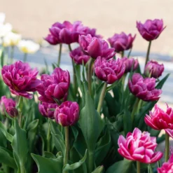 Margarita -Garden Care Shop 04556 03 margarita