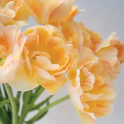 New Products -Garden Care Shop 04561 02 charming beauty