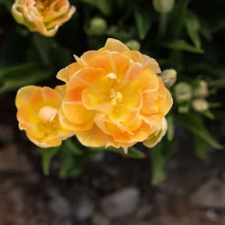 Charming Beauty 8 Charming Beauty -Garden Care Shop 04561 04 charming beauty