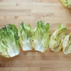 Giorgione -Garden Care Shop 04582 03 giorgione