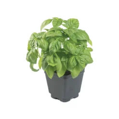 Prospera® Italian Large Leaf DMR (ILL2) -Garden Care Shop 04589g 02 prosperaitalian largeleaf