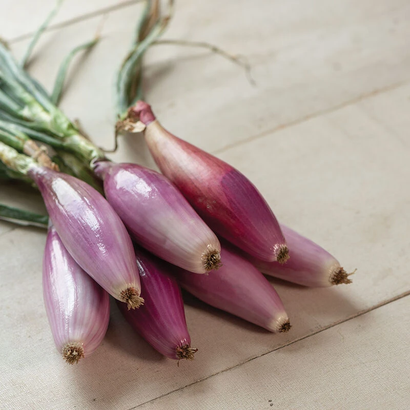 Red Long Of Florence 1 Red Long Of Florence