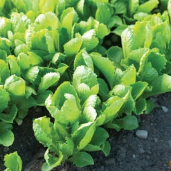 Carlsbad 5 Carlsbad -Garden Care Shop 04617g 03 carlsbad