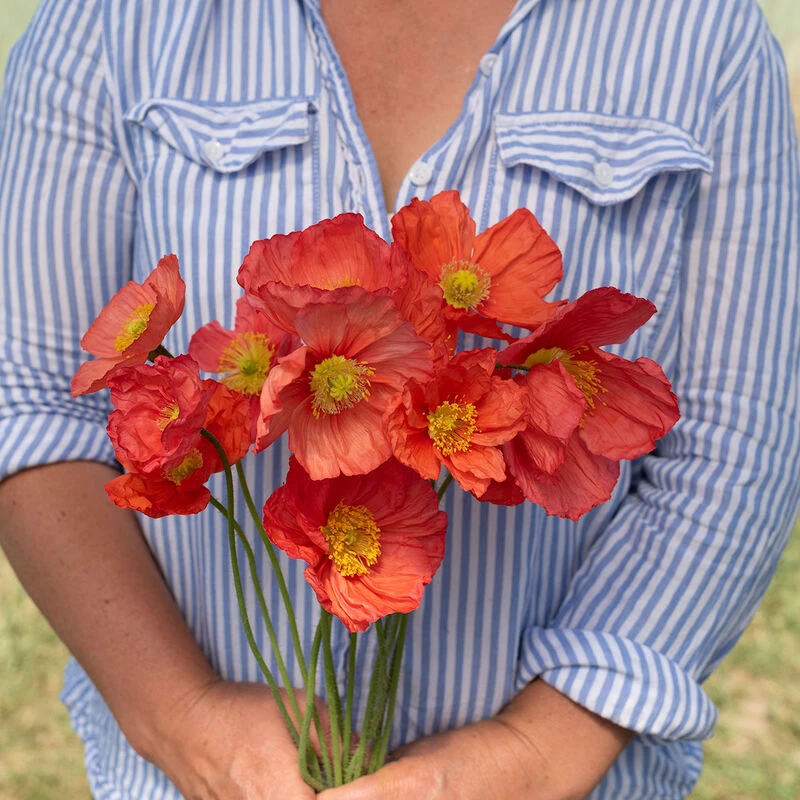 Champagne Bubbles Pink 1 Champagne Bubbles Pink