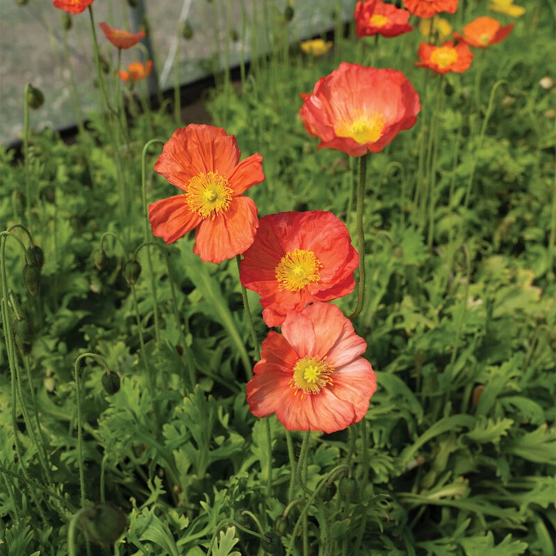 Champagne Bubbles Pink 2 Champagne Bubbles Pink - Image 2