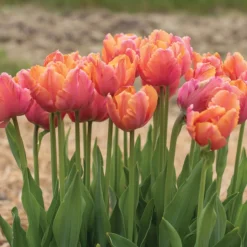 Amazing Parrot -Garden Care Shop 04730 03 amazingparrot