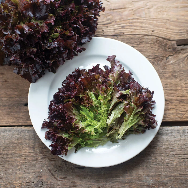 Salanova® Red Tango 2 Salanova® Red Tango - Image 2