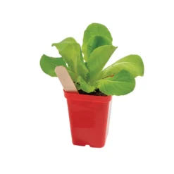 New Products -Garden Care Shop 06361 02 polypro red pot