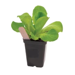 Polypro 2.5" Insert Pots – Black, 32 Count -Garden Care Shop 06363 02 polypro black pot