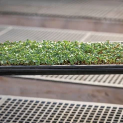Microgreens Reservoir Tray -Garden Care Shop 06797 03 microgreensgrowingtray