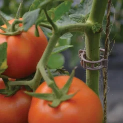 Compostable Trellis Clips – 500 Count