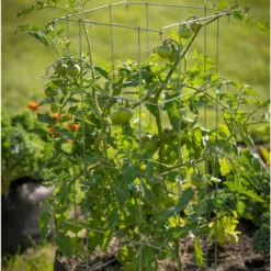 Tomato Cages – 40"