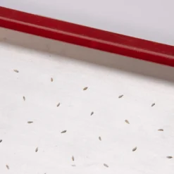 Seed Plate C264 -Garden Care Shop 07659 02 c264