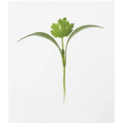 Cilantro -Garden Care Shop 0919m 01 cilantro