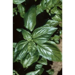 Aroma 2 -Garden Care Shop 2946g 01 aroma2