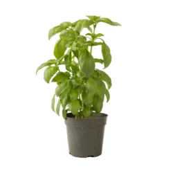 Aroma 2 -Garden Care Shop 2946g 04 aroma2