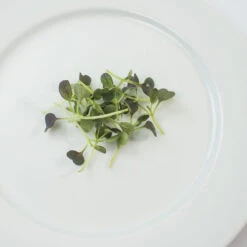 Pac Choi, Red Choi -Garden Care Shop 4664mg 02 redchoi