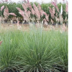 Savannah Grass -Garden Care Shop 4668 02 savannahgrass