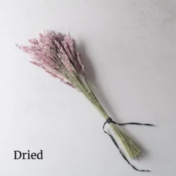 Savannah Grass -Garden Care Shop 4668 03 savannahgrass dried flower