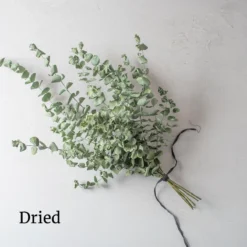 Baby Blue Bouquet -Garden Care Shop 4770 03 babybluebouquet dried flower