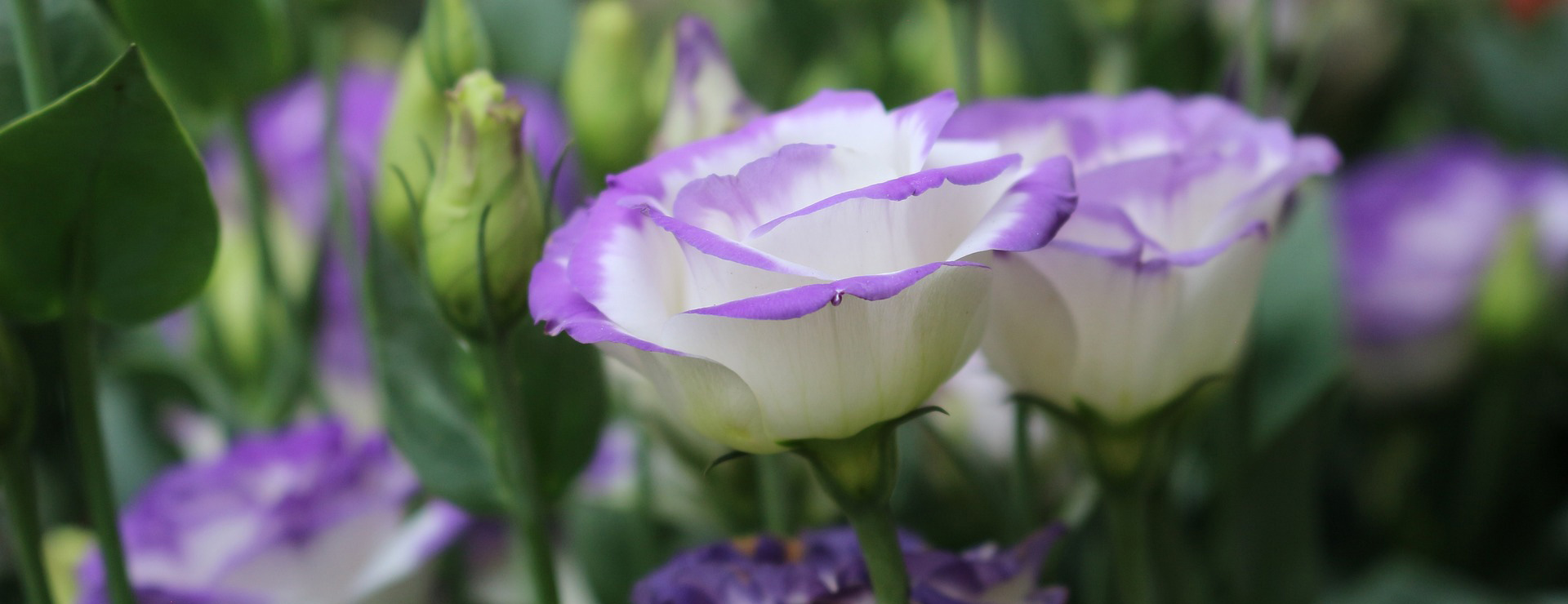 Garden Care Shop 4 Garden Care Shop -Garden Care Shop lisianthus 4930213 1920