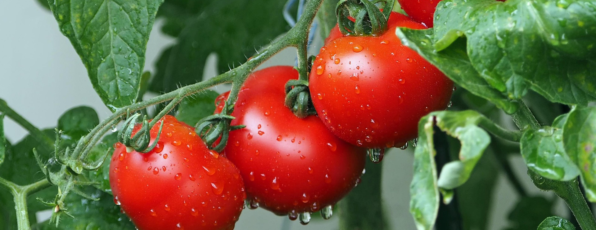 Garden Care Shop 2 Garden Care Shop -Garden Care Shop tomatoes 1561565 1920